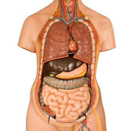 Logo du groupe Anatomie/physiologie